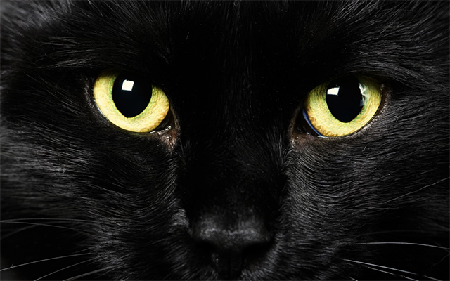 Black cat eyes