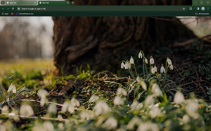 Spring snowdrops